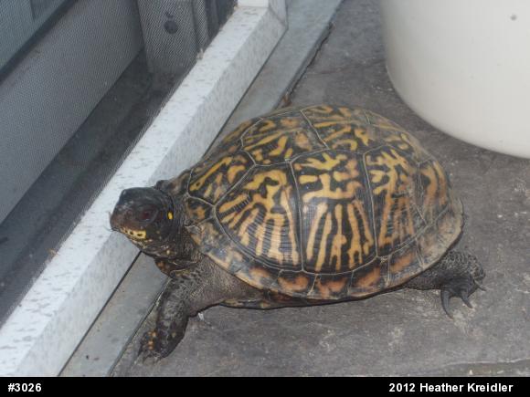 Eastern Box Turtle