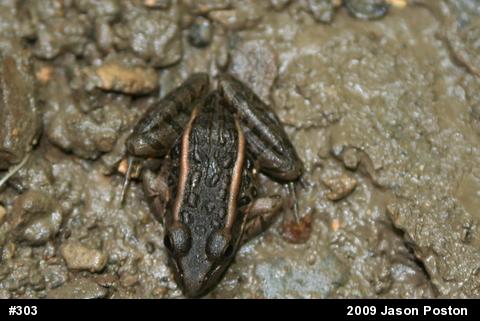 Pickerel Frog