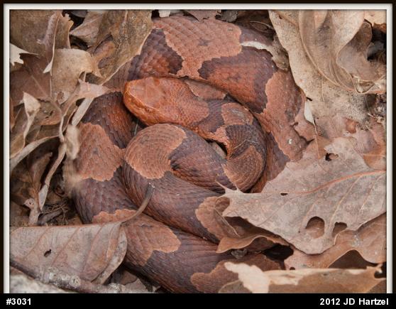 Northern Copperhead