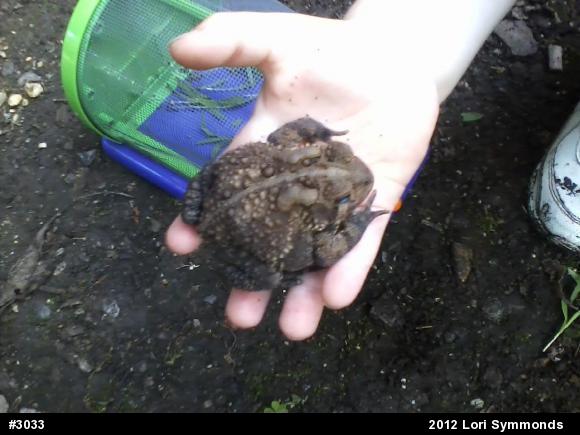 Eastern American Toad