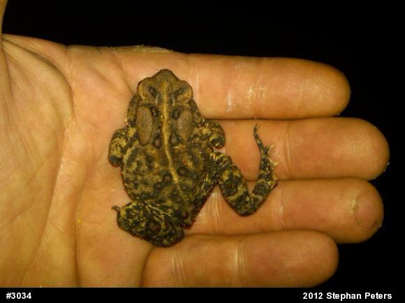 Eastern American Toad