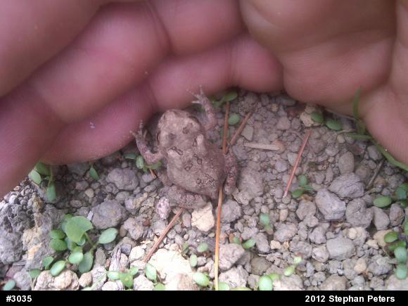 Eastern American Toad