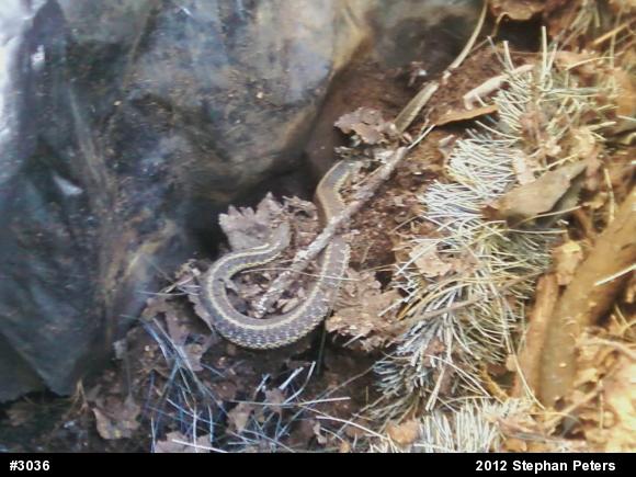 Eastern Gartersnake