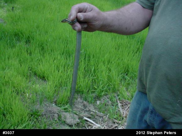 Eastern Gartersnake