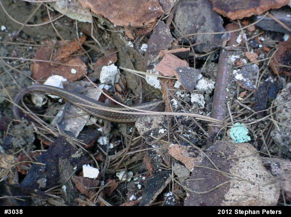 Shorthead Gartersnake