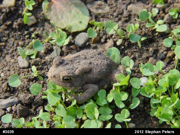 Eastern American Toad