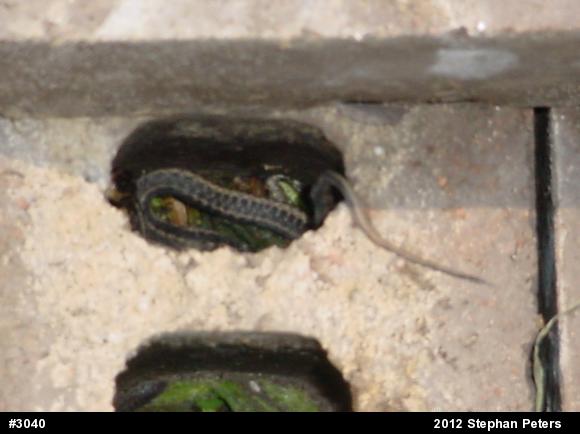 Eastern Gartersnake