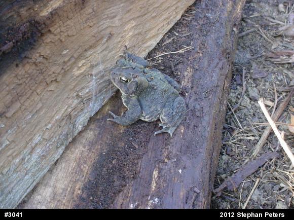 Eastern American Toad