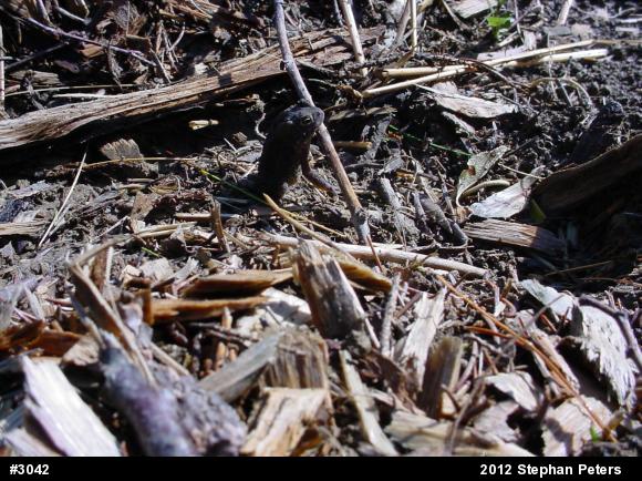 Eastern American Toad