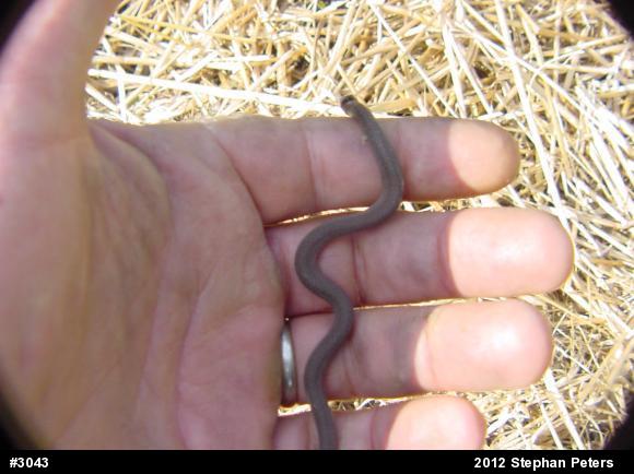 Northern Ring-necked Snake