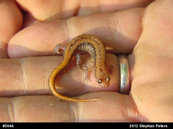 Allegheny Mountain Dusky Salamander