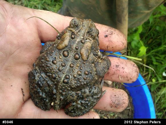 Eastern American Toad