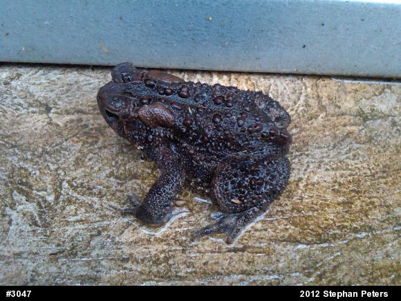 Eastern American Toad