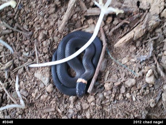 Northern Ring-necked Snake