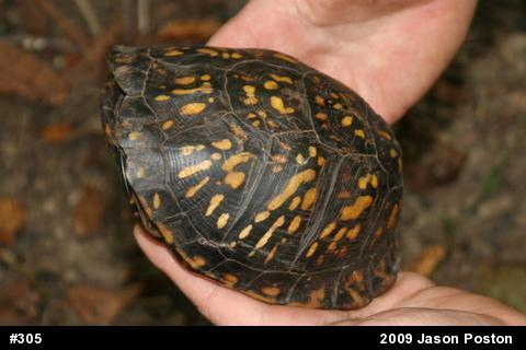 Eastern Box Turtle