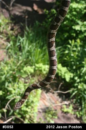 Eastern Milksnake