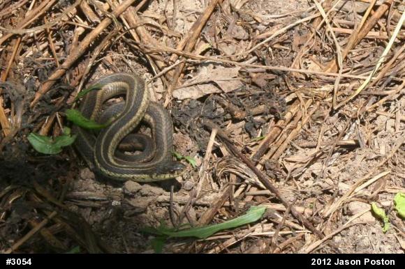 Eastern Gartersnake