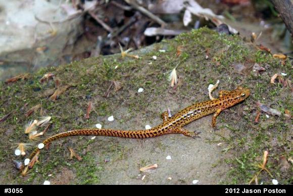 Eastern Long-tailed Salamander