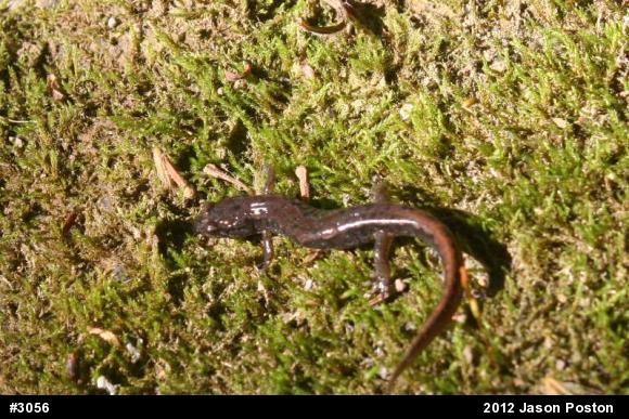 Northern Dusky Salamander
