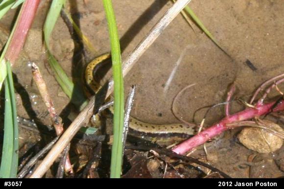 Northern Two-lined Salamander