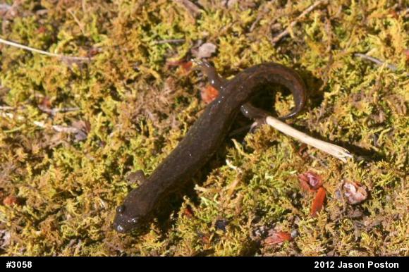 Northern Dusky Salamander