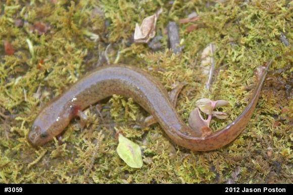 Northern Spring Salamander