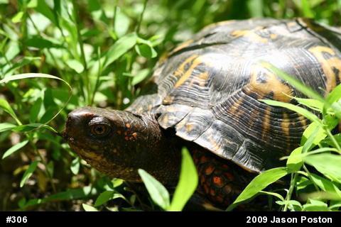 Eastern Box Turtle