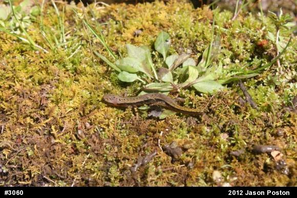 Northern Two-lined Salamander
