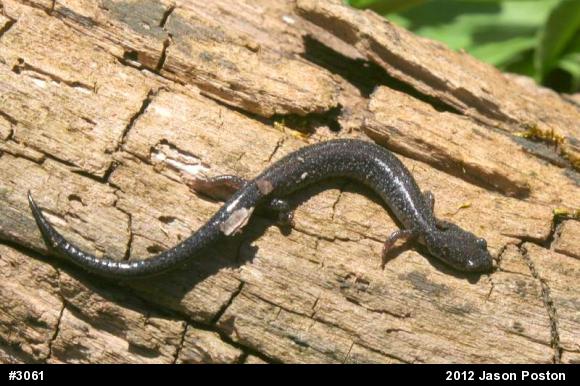 Northern Ravine Salamander