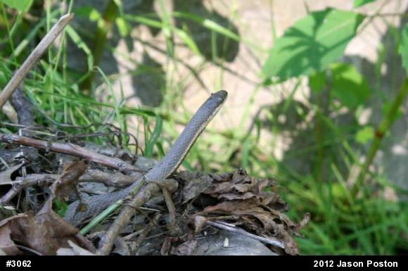 Queensnake