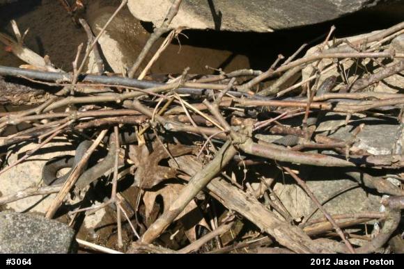 Northern Watersnake
