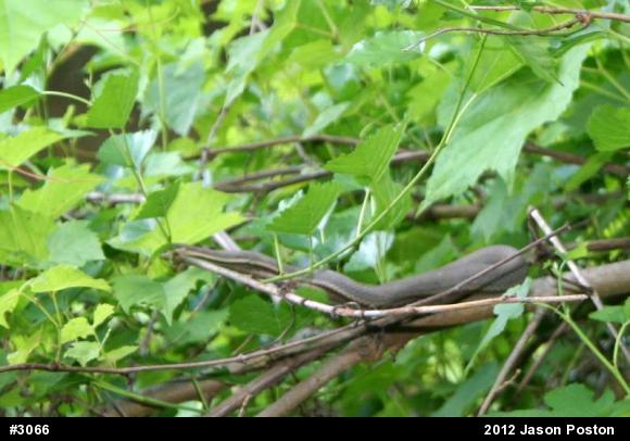 Queensnake