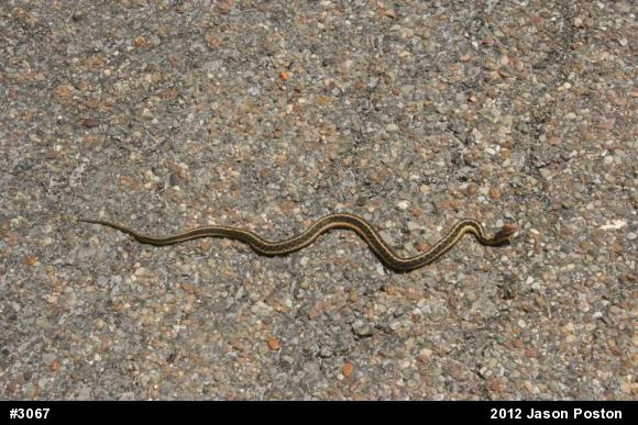 Eastern Gartersnake