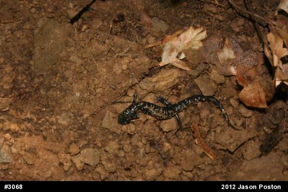 Northern Slimy Salamander