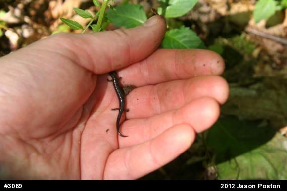 Northern Ravine Salamander