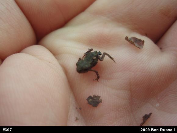 Eastern American Toad