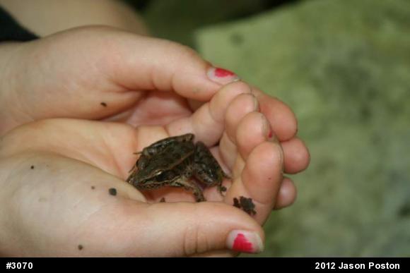 Pickerel Frog