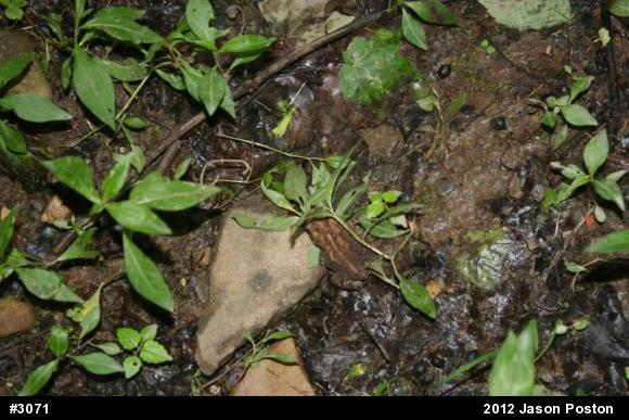 Eastern American Toad