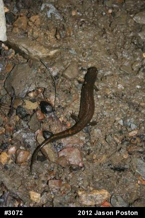 Northern Dusky Salamander