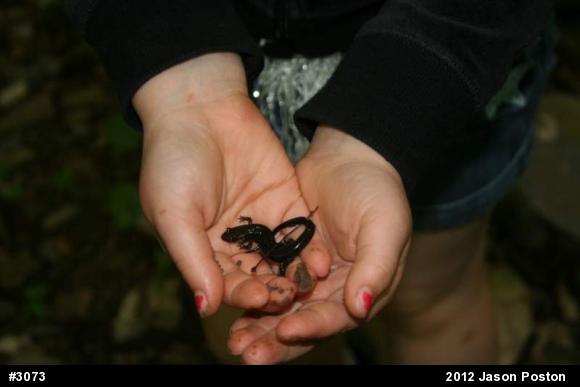 Dusky Salamanders