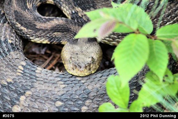 Timber Rattlesnake