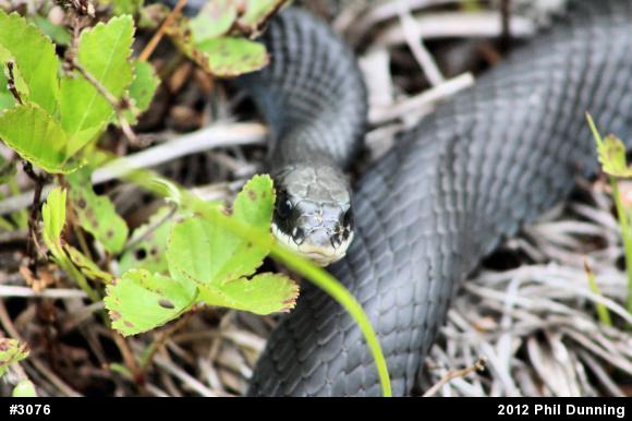 Northern Black Racer