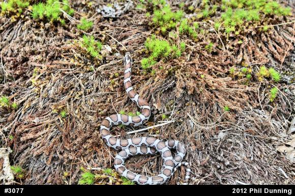 Eastern Milksnake