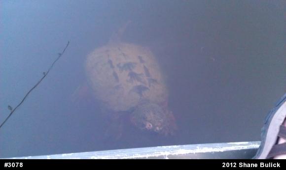 Snapping Turtle