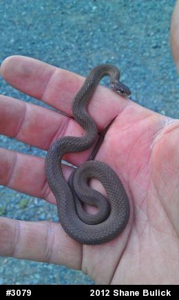 Red-bellied Snake
