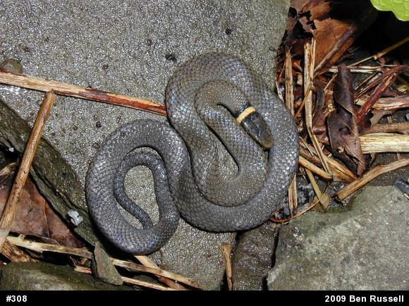Northern Ring-necked Snake
