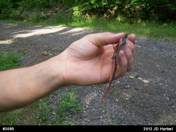 Red-bellied Snake