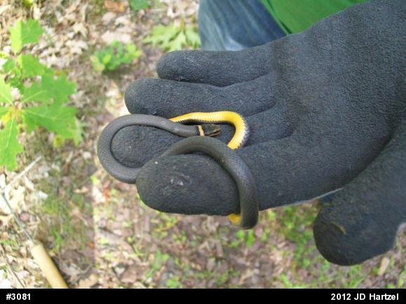 Northern Ring-necked Snake
