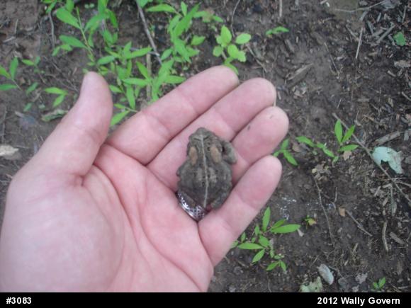Eastern American Toad