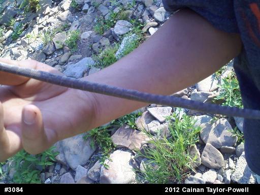 Northern Watersnake